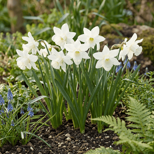30x Narcissus Triandrus Thalia - Engelennarcis - Wit - Voorjaarsbloeier - Bolmaat 10/12 - Forestbloom