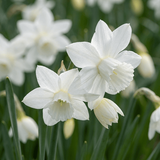 30x Narcissus Triandrus Thalia - Engelennarcis - Wit - Voorjaarsbloeier - Bolmaat 10/12 - Forestbloom