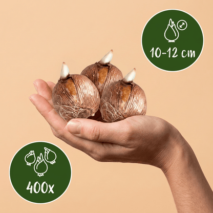 400x Bollenschadutuin - Diversen - Zomerbloeier - Bolmaat 10/12 - Forestbloom