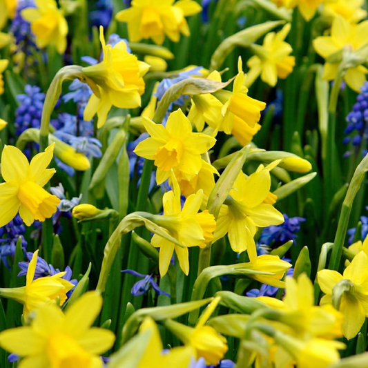 400x Narcissus Tete- A -Tete - Dwergnarscis Tête-à-Tête - Geel - Voorjaarsbloeier - Bolmaat 10/12 - Forestbloom