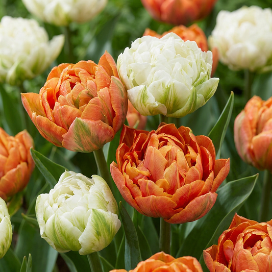 48x Tulipa Candle Light - Tulp Candle Light - Diversen - Voorjaarsbloeier - Bolmaat 11/12 - Forestbloom