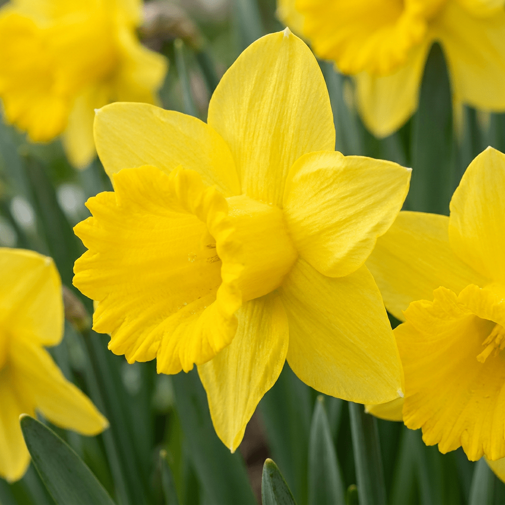 560x Narcissus Yellow - Gele narcis - Geel - Voorjaarsbloeier - Bolmaat 10/12 - Forestbloom