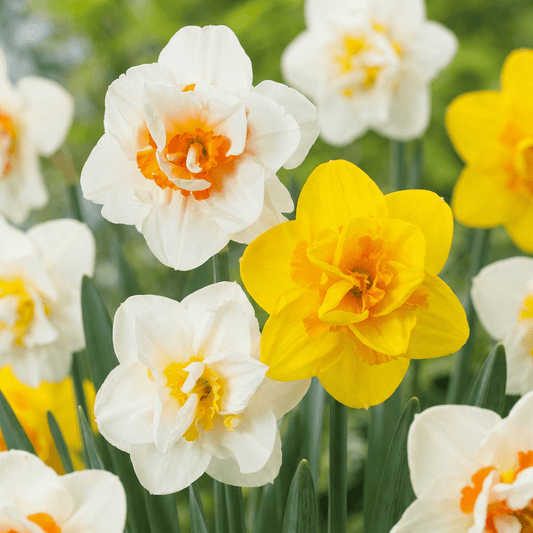 60x Narcissus Double mix - Gevulde narcis mix - Diversen - Voorjaarsbloeier - Bolmaat 10/12 - Forestbloom