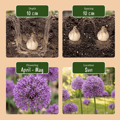 640x Bulb Garden Allium - Bollentuinsierui - Diversen - Zomerbloeier - Bolmaat 10/12 - Forestbloom