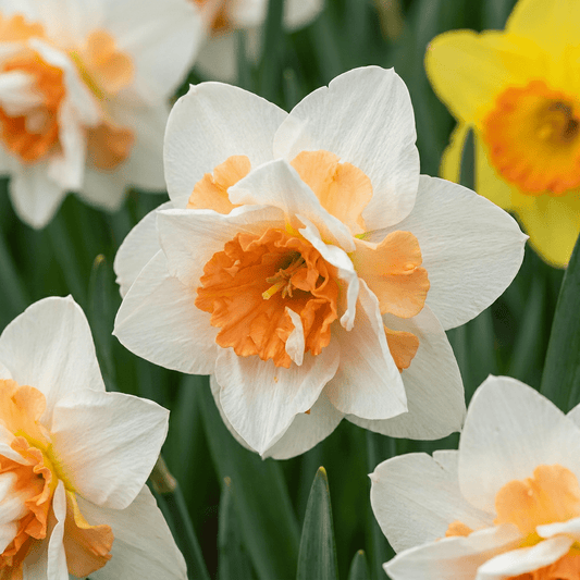 80x Narcissus Replete - Dubbele narcis Replete - Wit en Oranje - Voorjaarsbloeier - Bolmaat 10/12 - Forestbloom