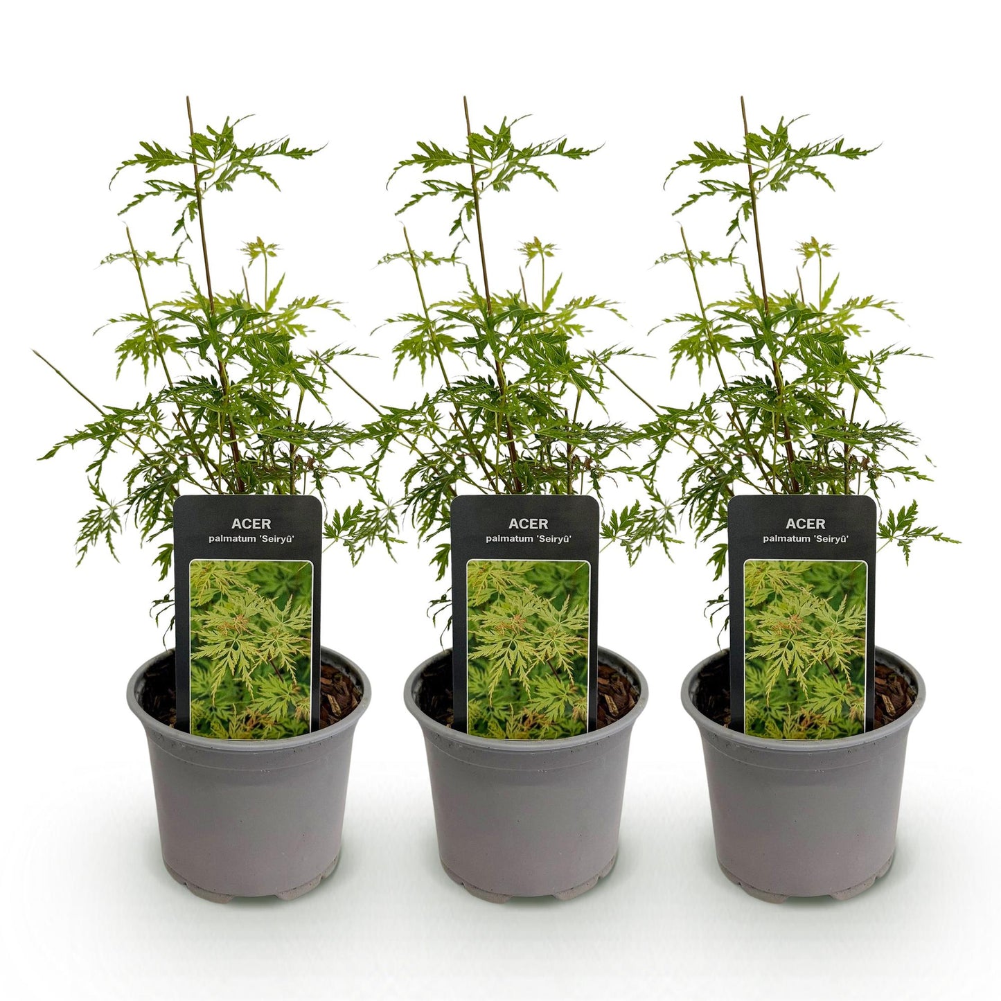 Tuinplant - Acer palmatum Seiryu - 3 Planten - Weinig Onderhoud