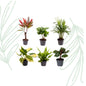Baby Plantjes Verrassingsbox set van 6