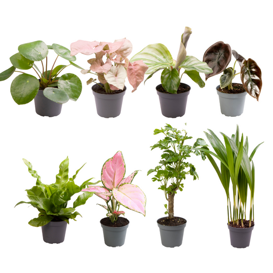 Baby Plantjes Verrassingsbox set van 8