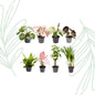 Baby Plantjes Verrassingsbox set van 8