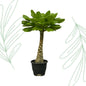 Birghamia Insignis - 25 cm Forest Plants