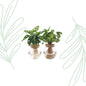 Bolglas Duo Monstera Adansonii/Syngonium Green - 2 stuks