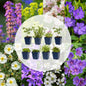 Border Plant Package - Ground Cover - 8 Perennials - Various Colors - Low Maintenance