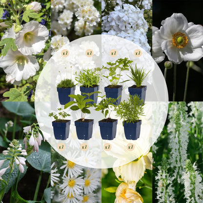 Border Package - Color White - 24 Perennials - Various Colors - Low Maintenance