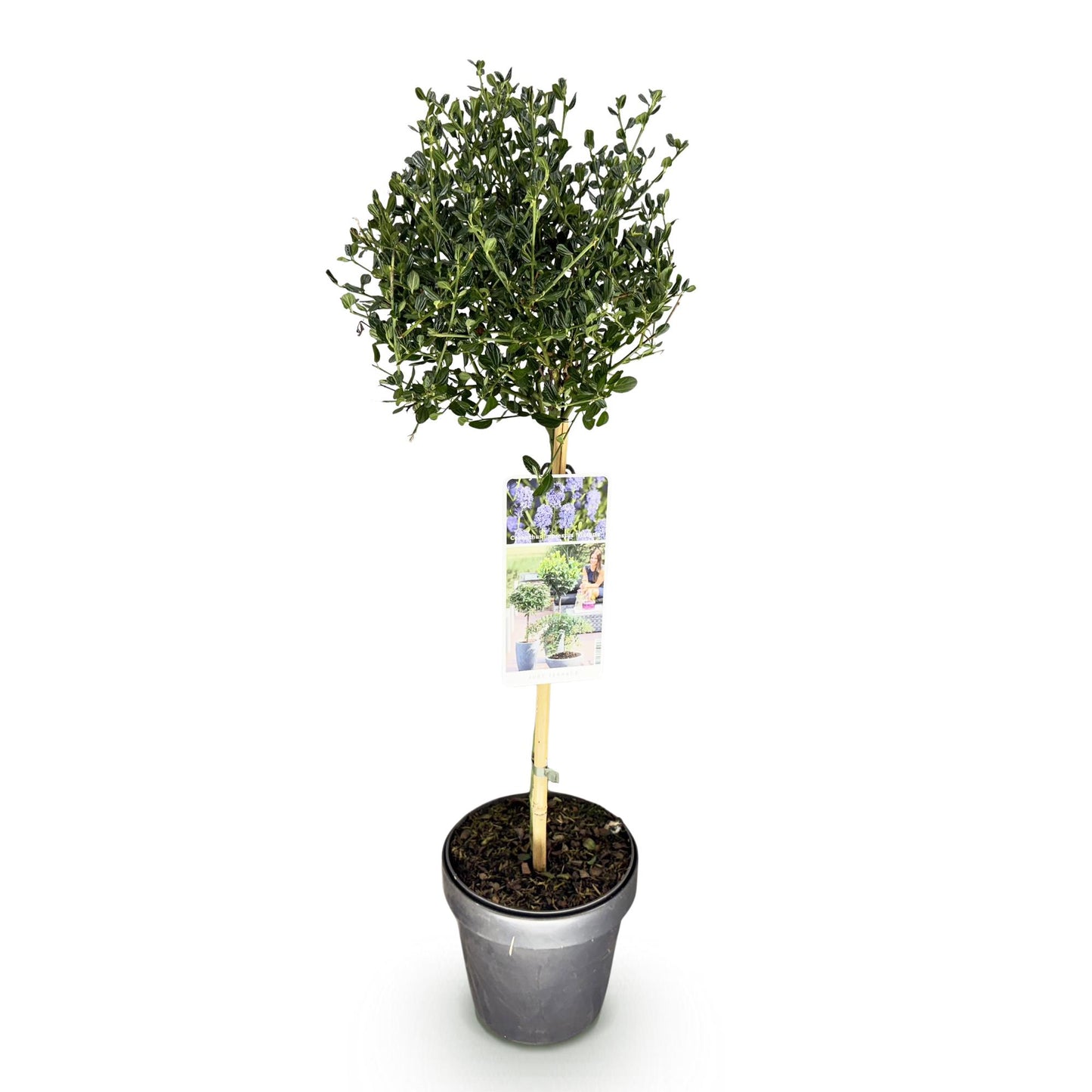 Plant op Stam - Ceanothus impressus Victoria - Terras Plant - Winterhard