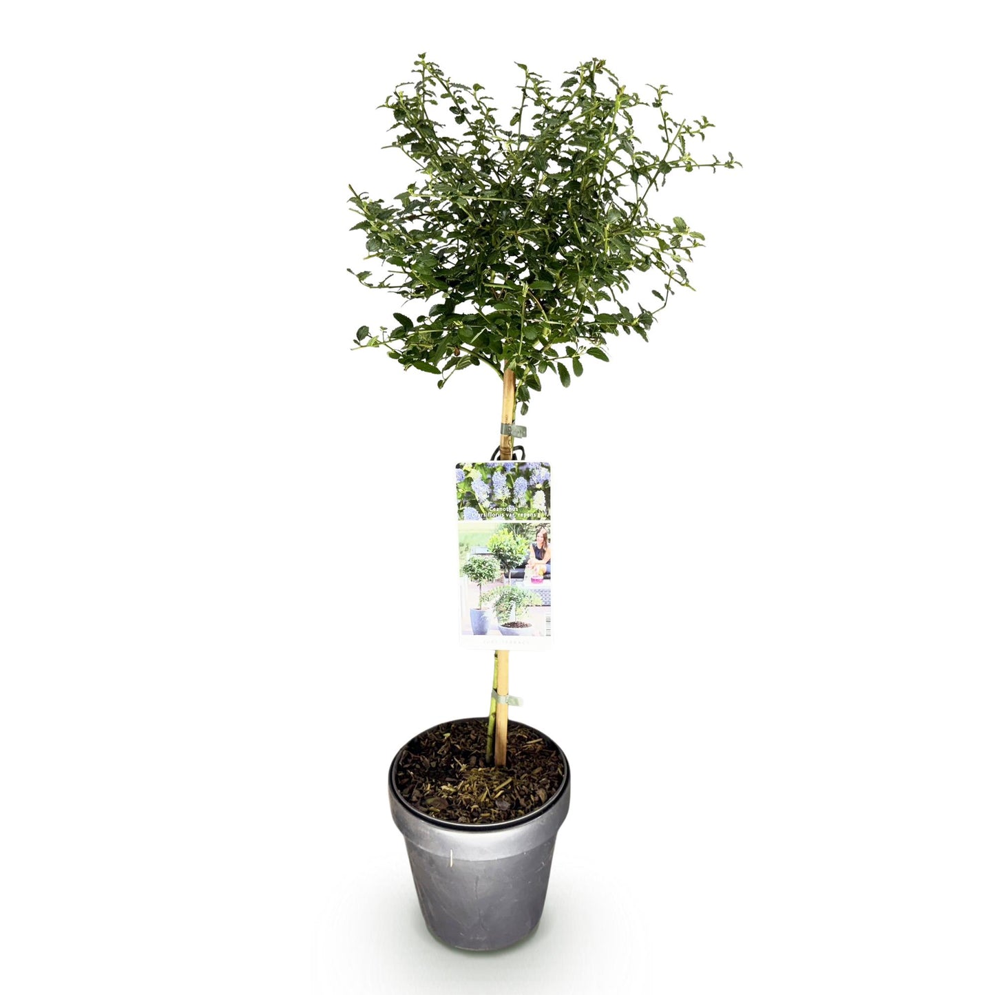Plant op Stam - Ceanothus thyrsiflorus Repens - Terras Plant - Winterhard
