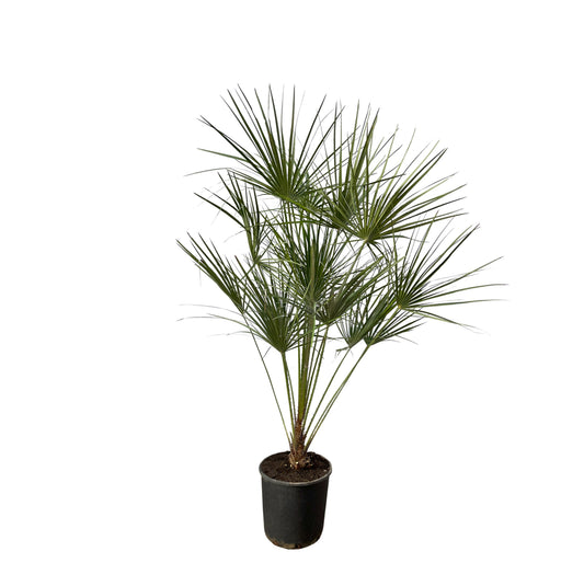 Chamaerops Humilis op stam - 160 cm