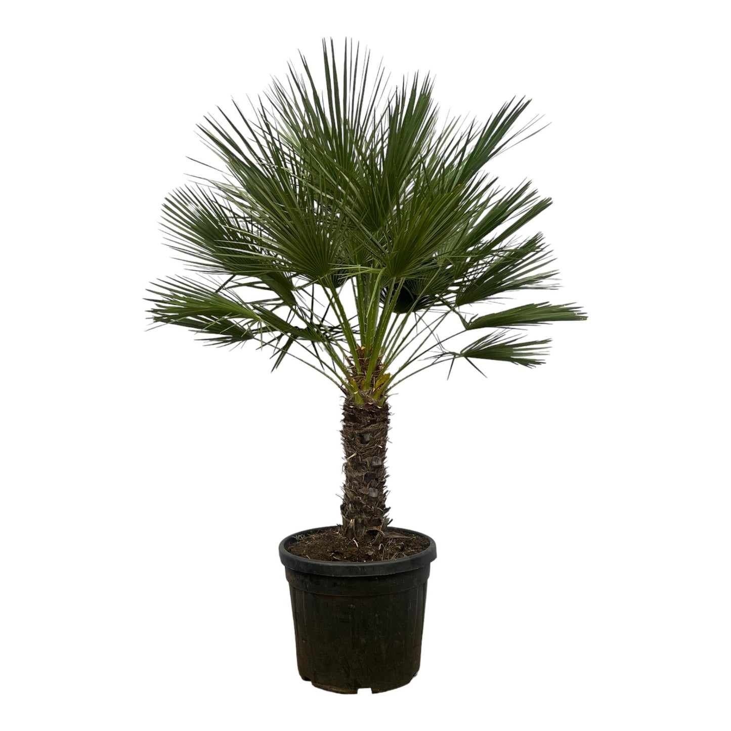 Chamaerops Humilis on stem - 150 cm