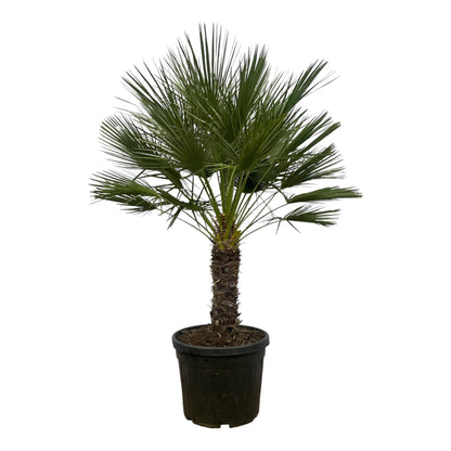 Chamaerops Humilis on stem - 150 cm