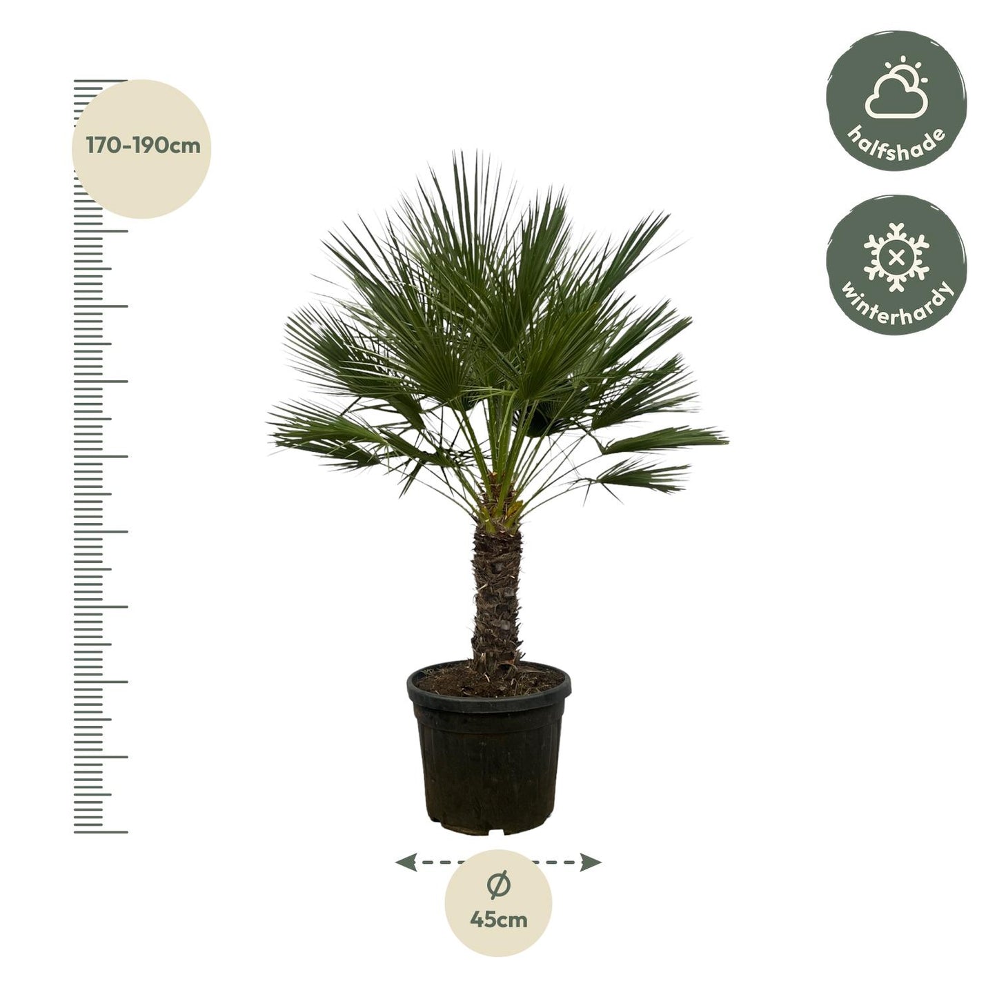 Chamaerops Humilis on stem - 150 cm