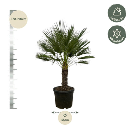 Chamaerops Humilis on stem - 150 cm