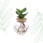 Clusia in Glass Jar + Click Cork