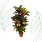 Codiaeum (Croton) Iceton vertakt - 120 cm