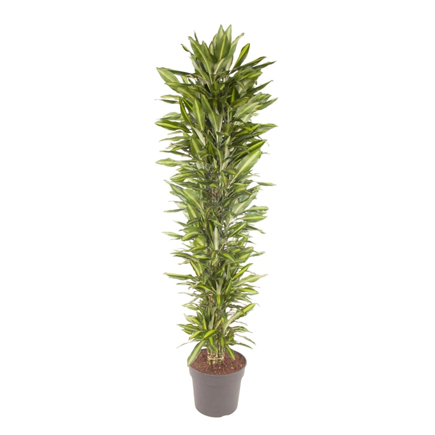 Dracaena Cintho branched - 210 cm