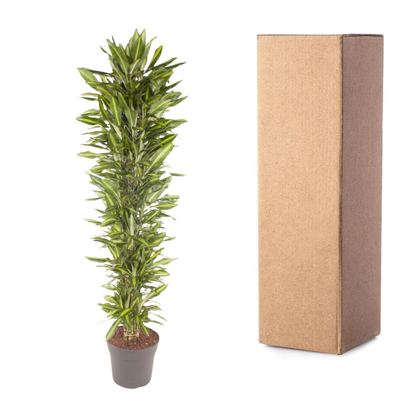 Dracaena Cintho branched - 210 cm