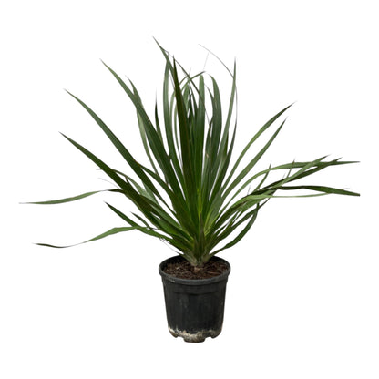 Dracaena Draco - 100 cm