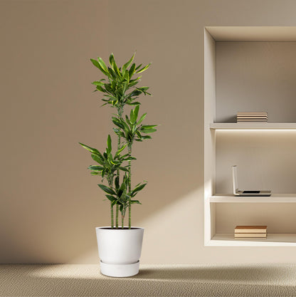 Dracaena Golden Coast - 170 cm - Forest Plants