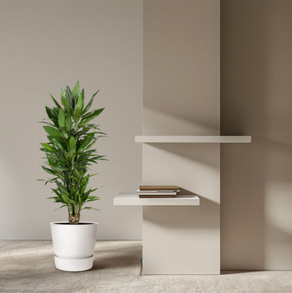 Dracaena Janet Lind vertakt - 110 cm - Forest Plants