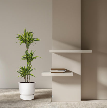 Dracaena Lemon Lime - 130 cm - Forest Plants