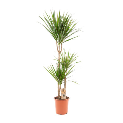 Dracaena Marginata - 120 cm - Forest Plants