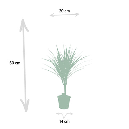 Dracaena Marginata - 60 cm - Forest Plants