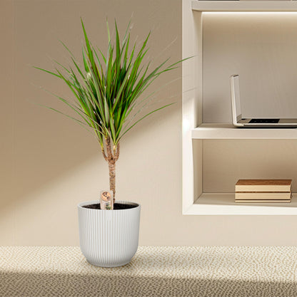 Dracaena Marginata - 60 cm - Forest Plants