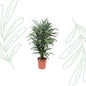Dracaena Warneckei - 100 cm