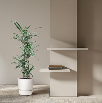 Dracaena Warneckei - 145 cm - Forest Plants