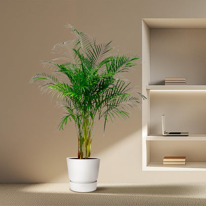 Dypsis Lutescens (Areca Palm) - 180 cm - Forest Plants