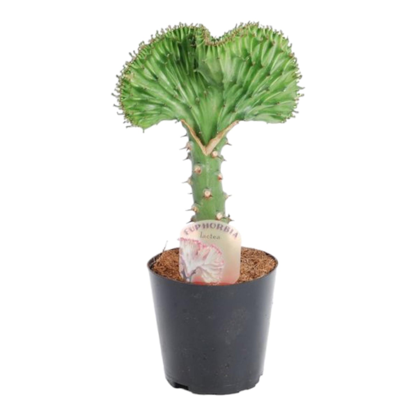 Euphorbia lactea Cristata green - 35 cm