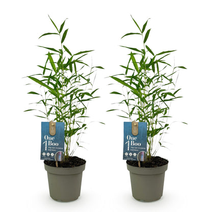 Bamboe - Fargesia Blue Dragon - 2 Planten - Niet Woekerend
