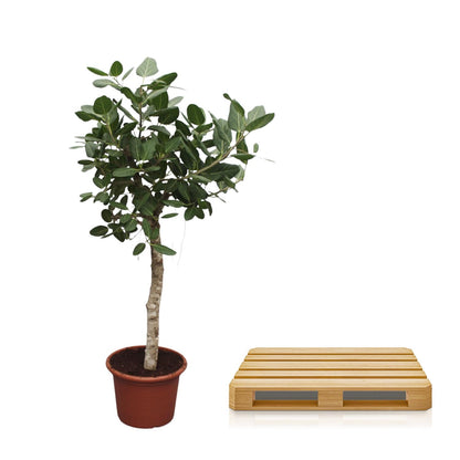 Ficus Benghalensis boom - 200 cm - Forest Plants