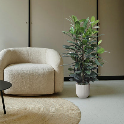 Ficus Cyathistipula struik - 140 cm - Forest Plants