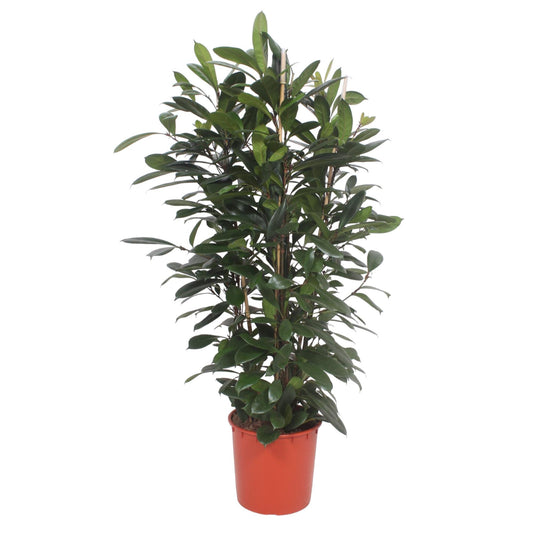 Ficus Cyathistipula struik - 180 cm - Forest Plants