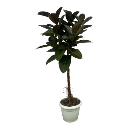 Ficus Elastica Robusta trunk - 140 cm