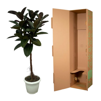 Ficus Elastica Robusta trunk - 140 cm