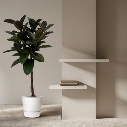 Ficus Elastica Robusta trunk - 140 cm