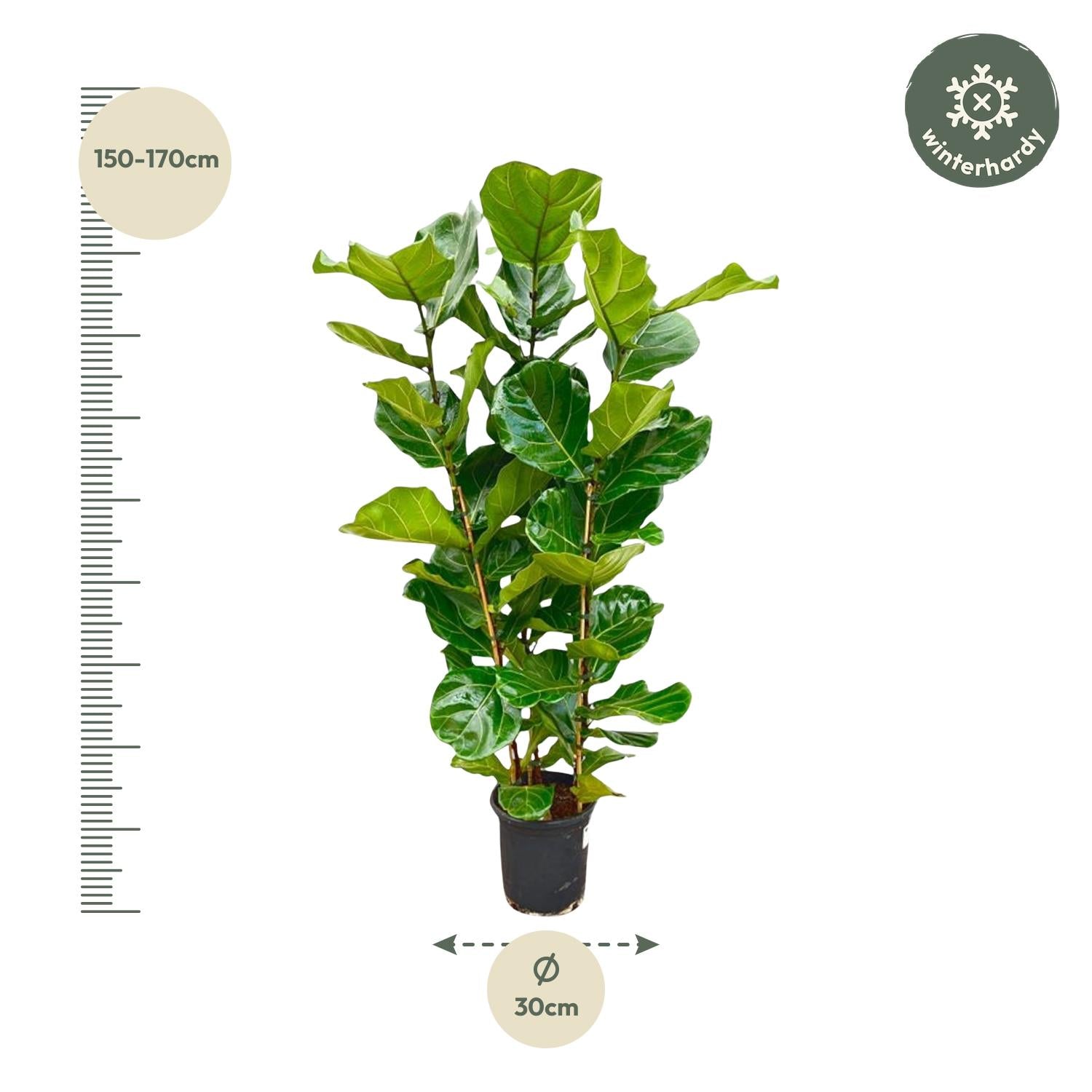 Ficus Lyrata struik - 155 cm - Forest Plants