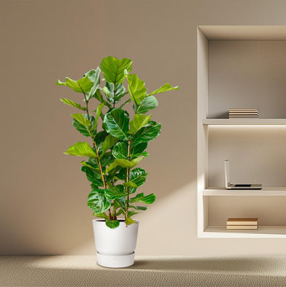 Ficus Lyrata struik - 155 cm - Forest Plants