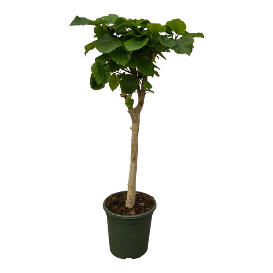 Ficus Umbellata stam - 180 cm