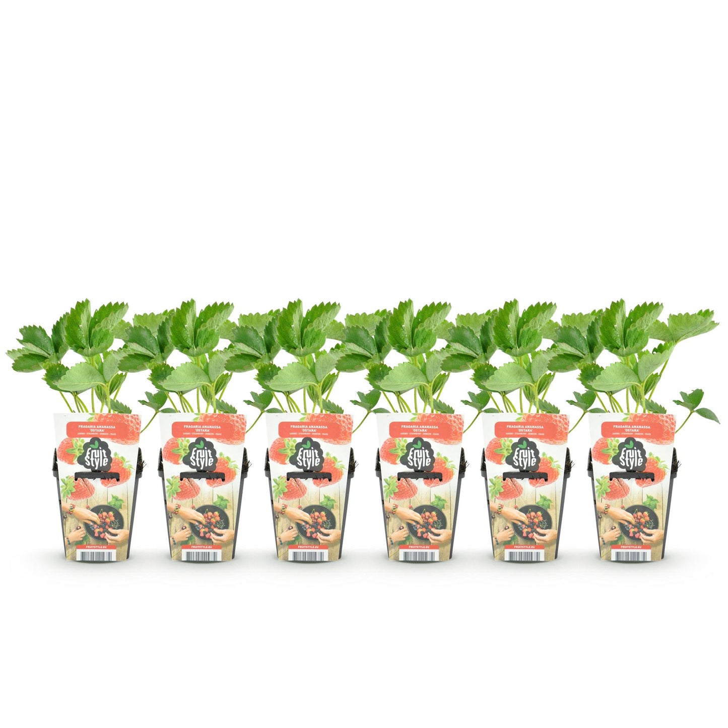 Strawberry - Fragaria Elsanta - Hardy - 6 Plants